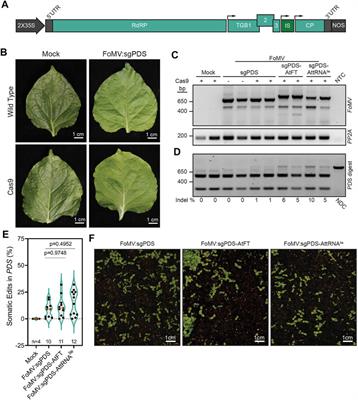 Impacts of RNA Mobility Signals on Virus Induced Somatic and Germline Gene Editing